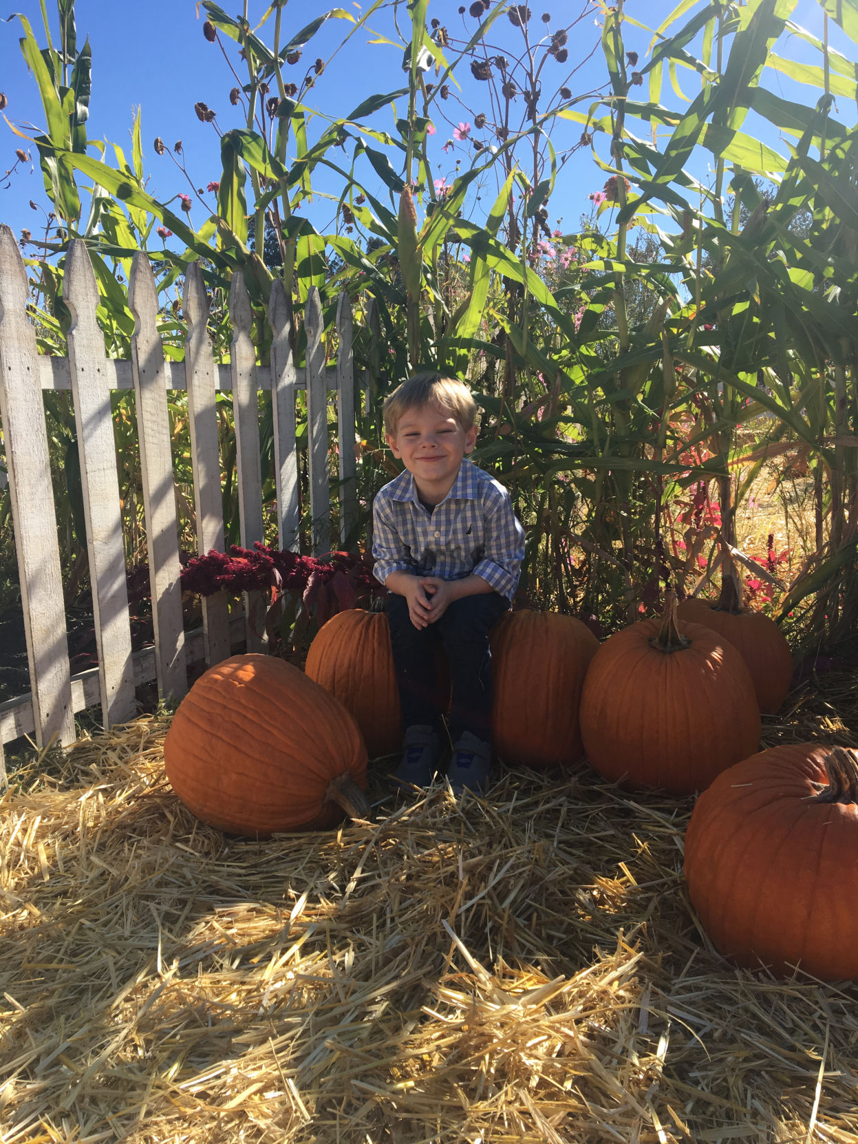 Picking Pumpkins 2017